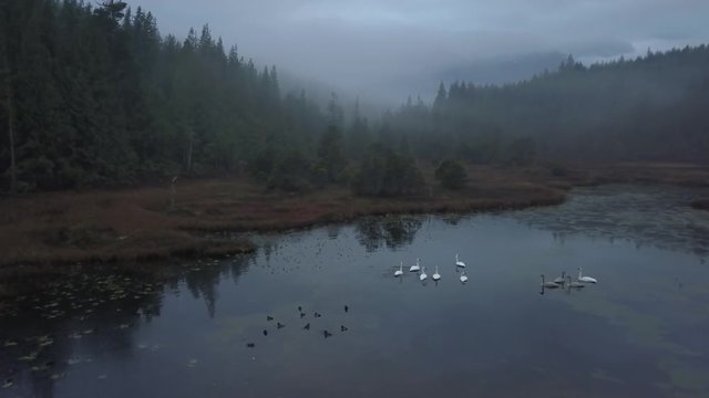Aerial view of a swan family in a swampy lake during a vibrant cloudy morning. Taken in Vancouver Island, British Columbia, Canada.