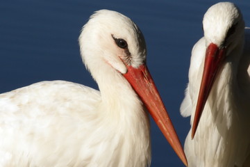 weißstorch weisstorch weissstorch
