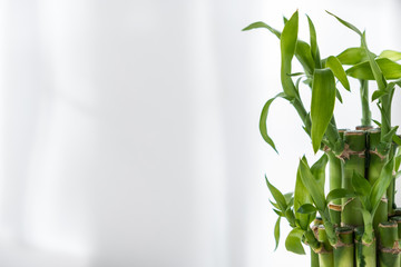 indoor plant "bamboo of happiness" on a white table