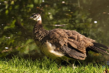 junger blauer Pfau