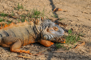 Iguana num parque natural