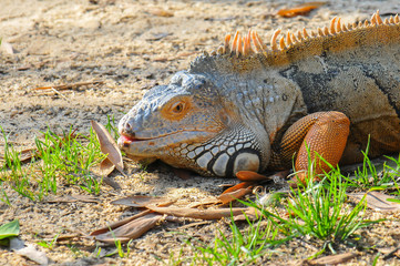 Iguana num parque natural