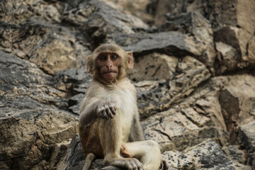 Young monkey with large, expressive eyes sitting on stones
