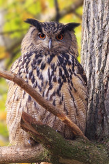 Owl in forest
