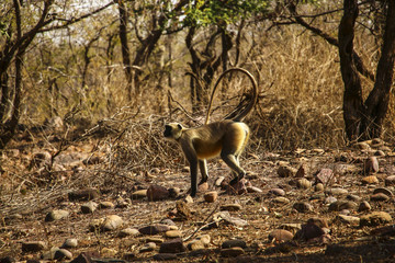 Langur (presbytis) of golden color in National Park near Khajuraho, India