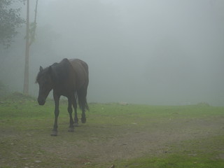 horse in the fog