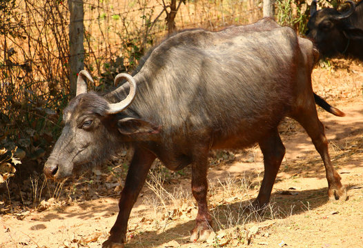 Indian Bull Slowly Walking Along The Rural Road Khajuraho, India