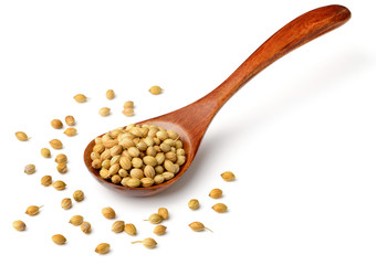 uncooked coriander seeds in the wooden spoon, isolated on white