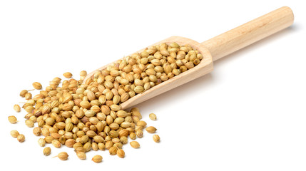 raw coriander seeds in the wooden scoop, isolated on white