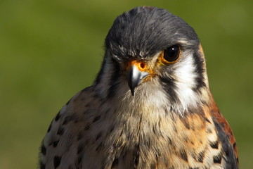 afrikanischer turmfalke