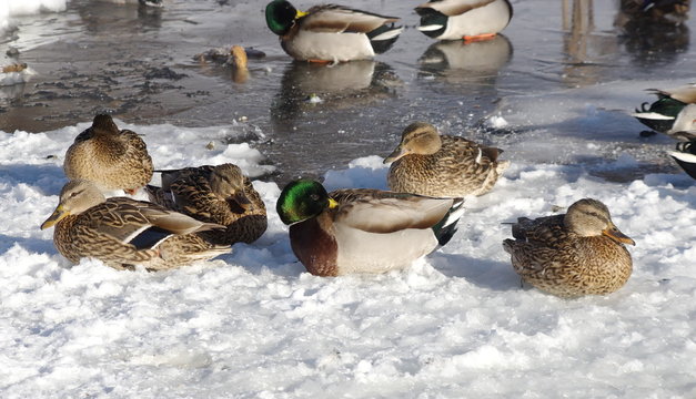 Duck mallard in winter on the ice of the river.