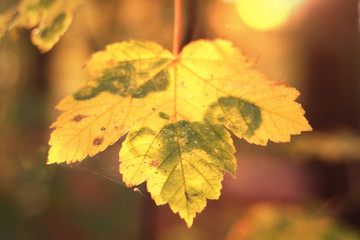fall leaf