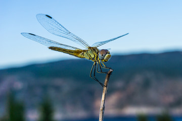 Close up of a dragonfly 