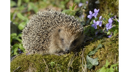 Europäischer Igel
