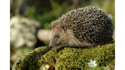 Igel auf Moos