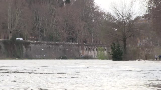 Roma, Italia. Tevere in piena. Volo di gabbiani, Ponte Palatino. Zoom Out
