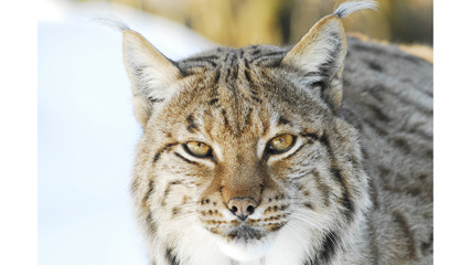 Europäischer Luchs