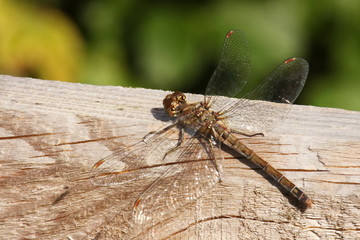 Libelle