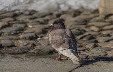 Pigeons on pavement in center square in Ceske Budejovice