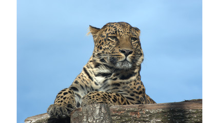 Leopard