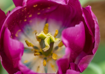 Fototapeta na wymiar Tulip Close-up
