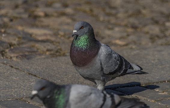 Pigeons on pavement in center square in Ceske Budejovice