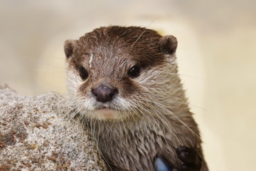 Asiatischer Kurzkrallenotter