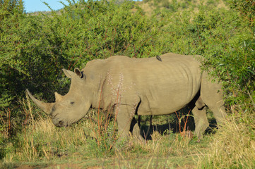 Naklejka premium White Rhino in Kruger National Park