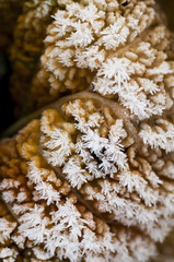Savoy cabbage in winter