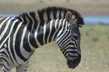 Fototapeta premium A cute Zebra in Kruger National park , biggest game reserve in South Africa