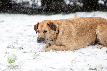 dog playing in the snow
