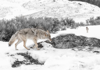 Fototapeta na wymiar Coyote cross snowy path
