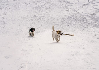 Dogs Jack Russel Terrier and Russian Spaniel playing together in the winter park