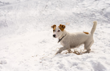 Dog Jack Russel Terrier in the winter park siberia