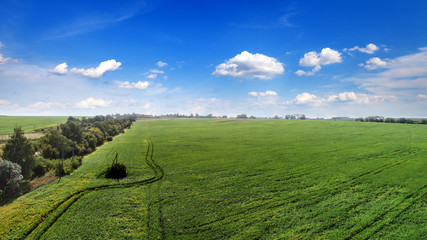 the green field is at sunset shot with the drone