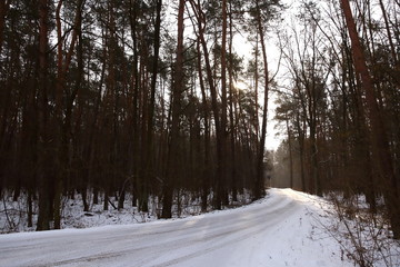 The winter forest consists of few colors and can be clearly seen in the distance that there are trees.
