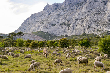 Mount Sainte Victoire and Sheeps