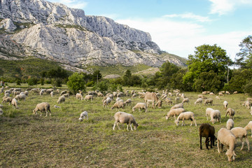 Fototapeta premium Mount Sainte Victoire and Sheeps
