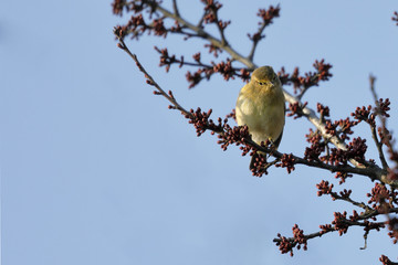 A Small Warbler Bird Phylloscopus collybita rests on a branch