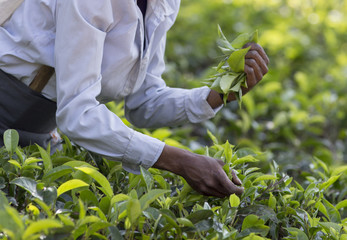 Tea picker working on plantation in Sri Lanka - obrazy, fototapety, plakaty