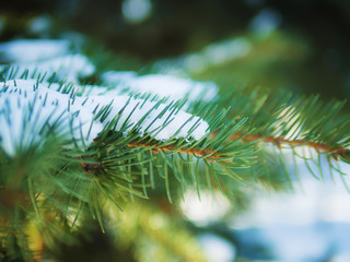 the fur-tree branch with green needles in the snow