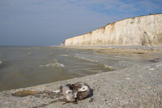 Les falaises de Mesnil-Val