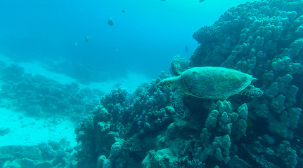Fototapeta na wymiar echte Karettschildkröte im Roten Meer