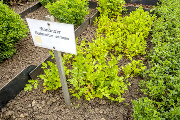 Koriander im Beet