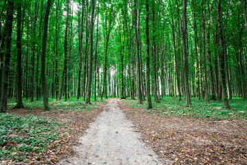 beautiful green forest