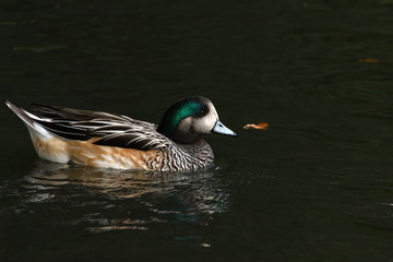 Obraz premium Chile Pfeifente