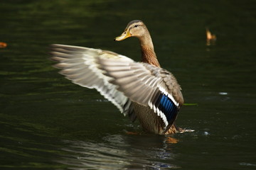 Stockente