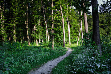 beautiful green forest