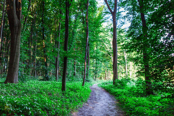 Obraz premium beautiful green forest