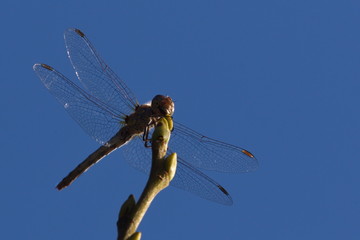 Libelle